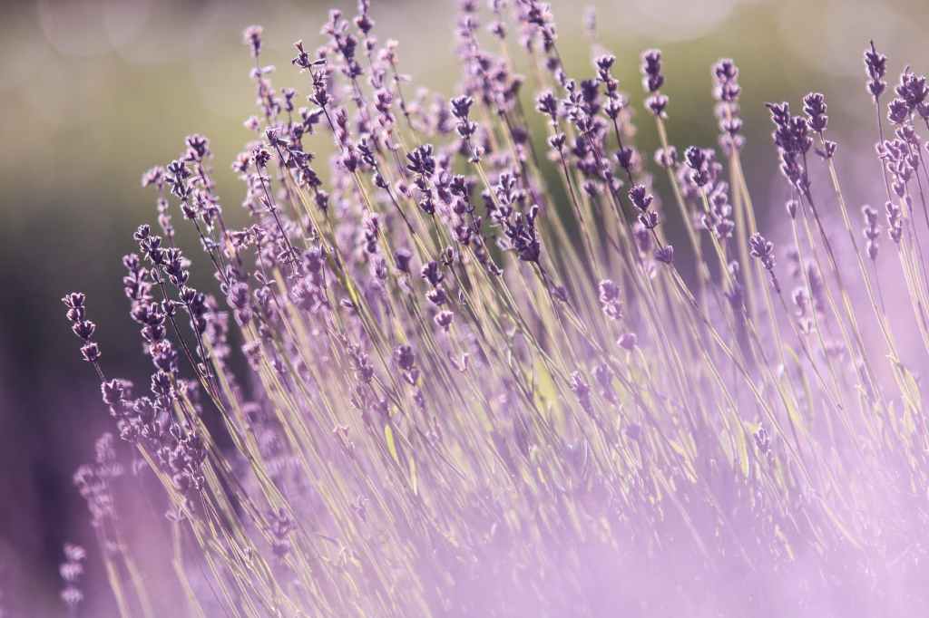 Lavender (A Dribble)