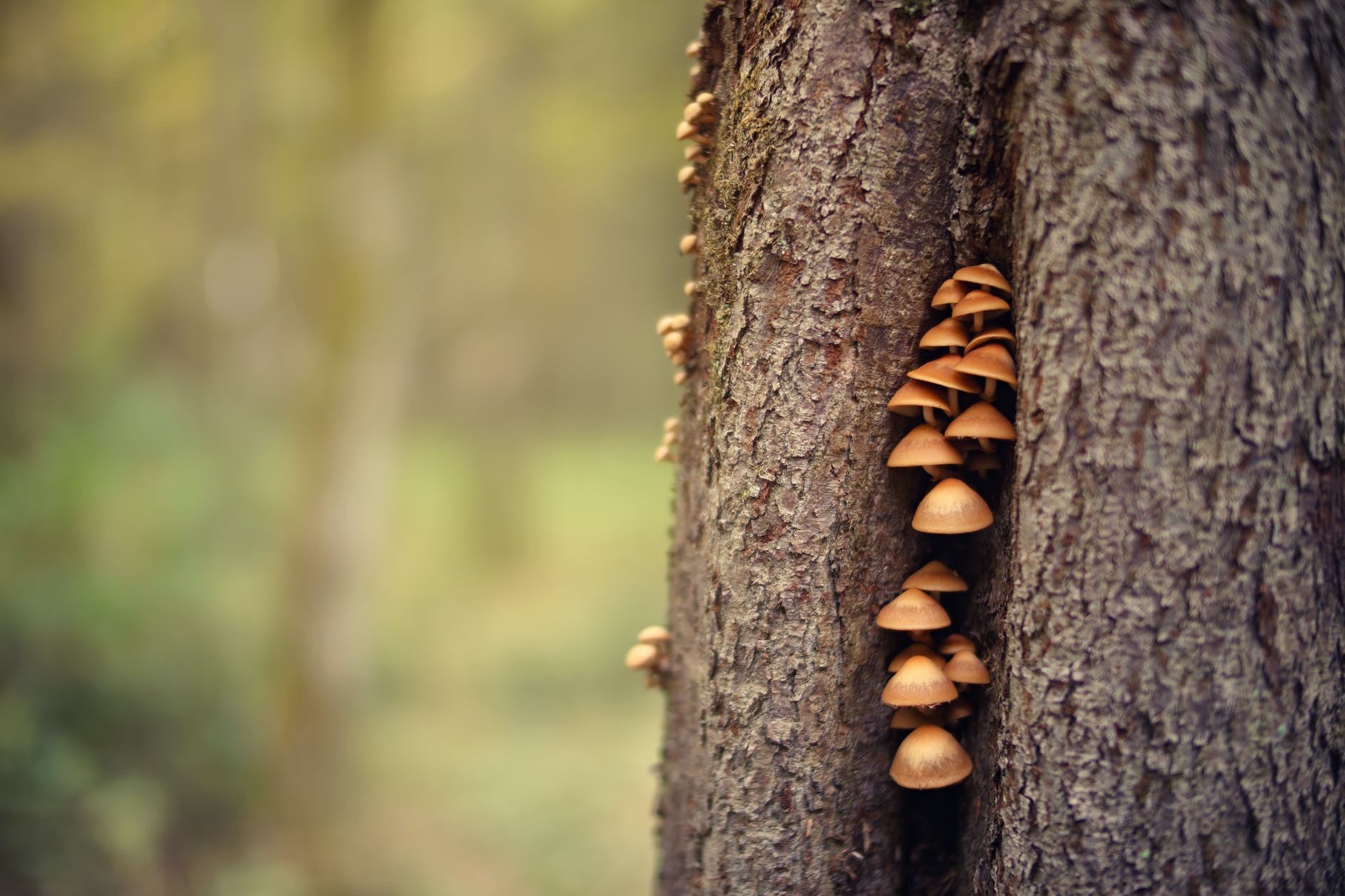 Our Forest on an Artist’s Conk/Hencroft Hub