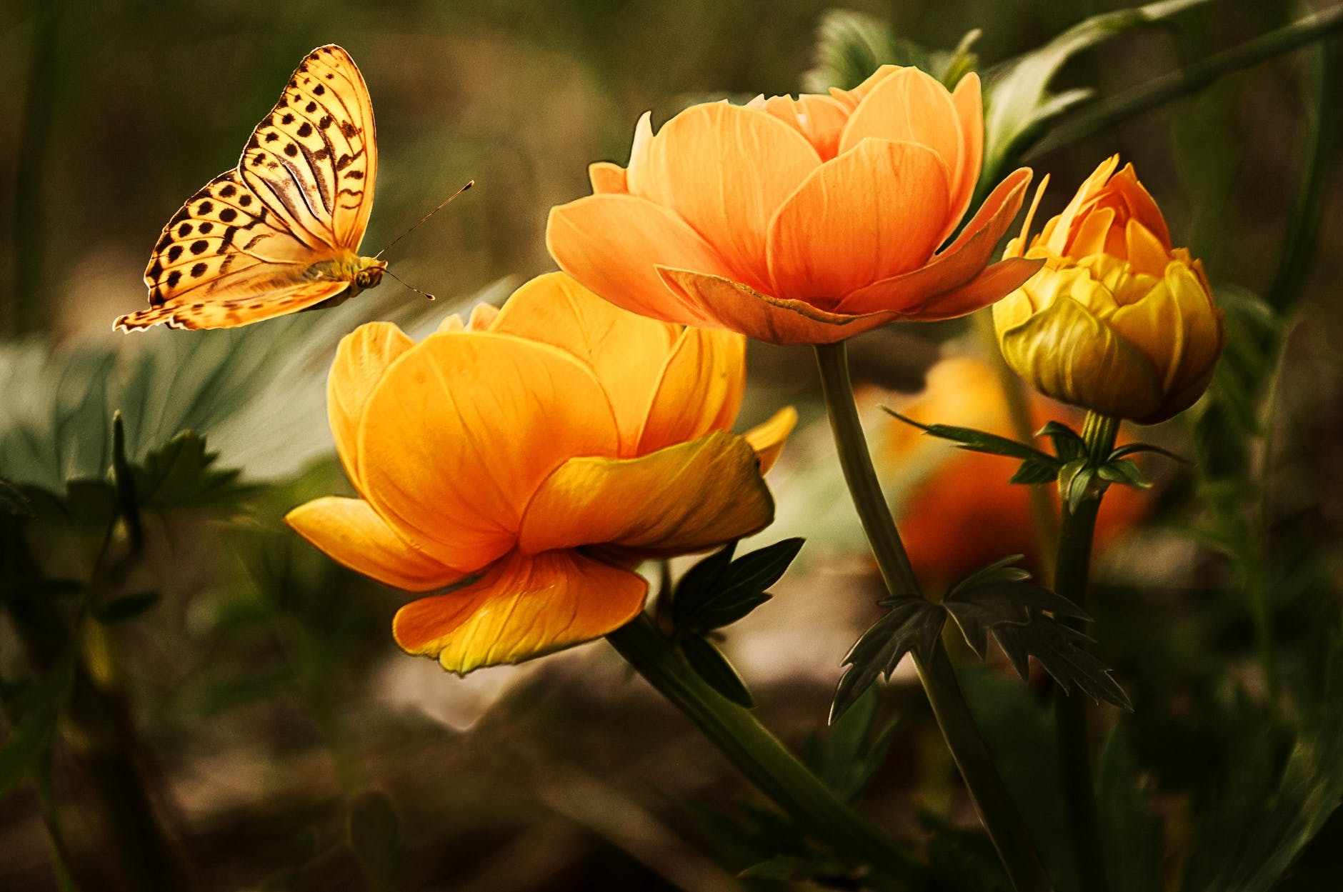 Gentleness