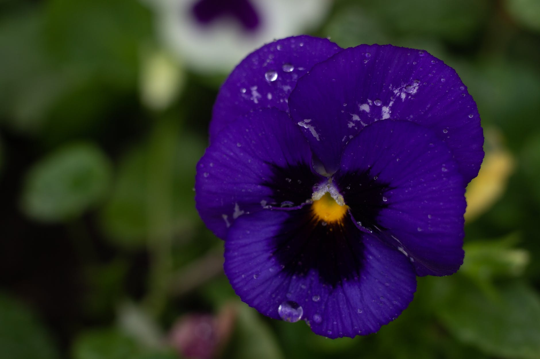 The Pansy’s Purpose/Calla Press
