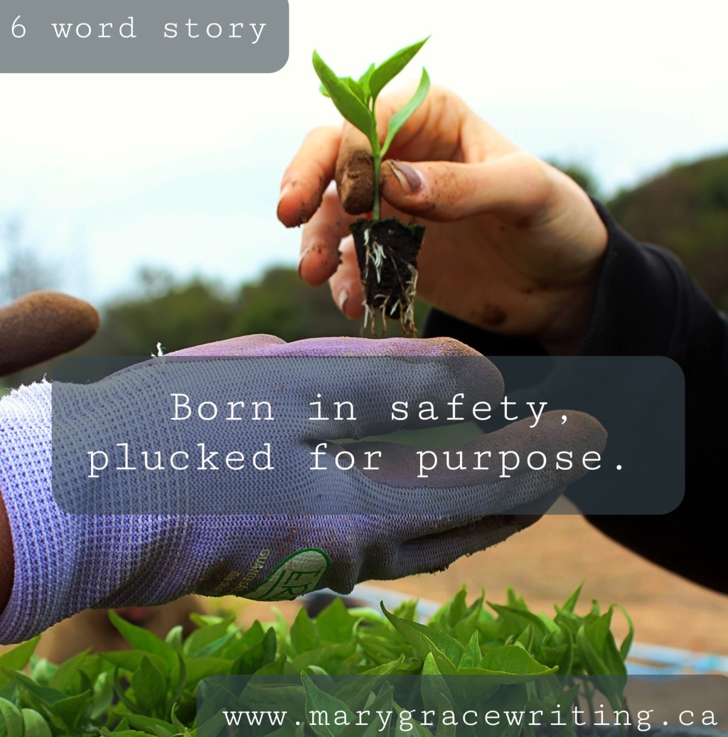 Six Word Story&nbsp;(65)