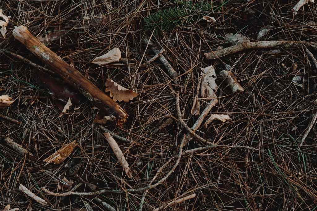 Grandma’s Somethings