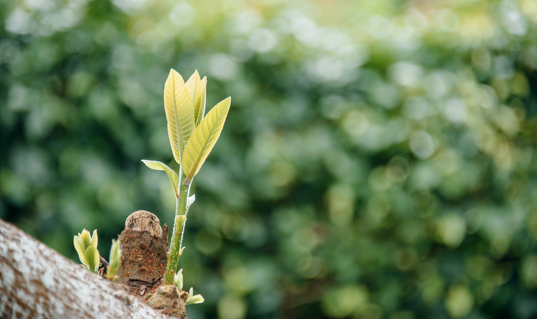Growth