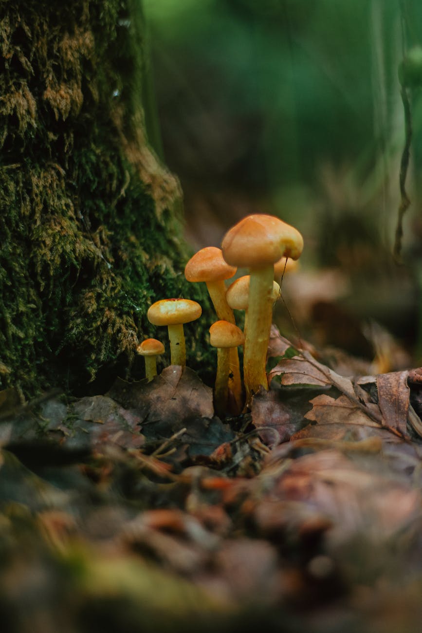 Our Forest
