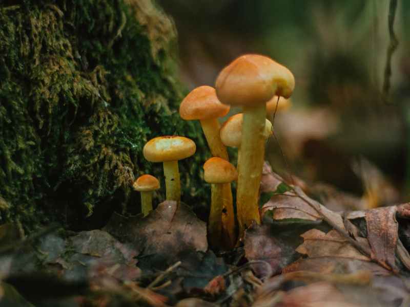 Our Forest